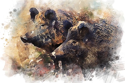 Free Boar Wild Boar illustration and picture
