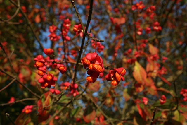 Free Blossom Bloom photo and picture