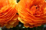 buttercup, asiatic, flower
