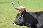 aurochs, animal, horns