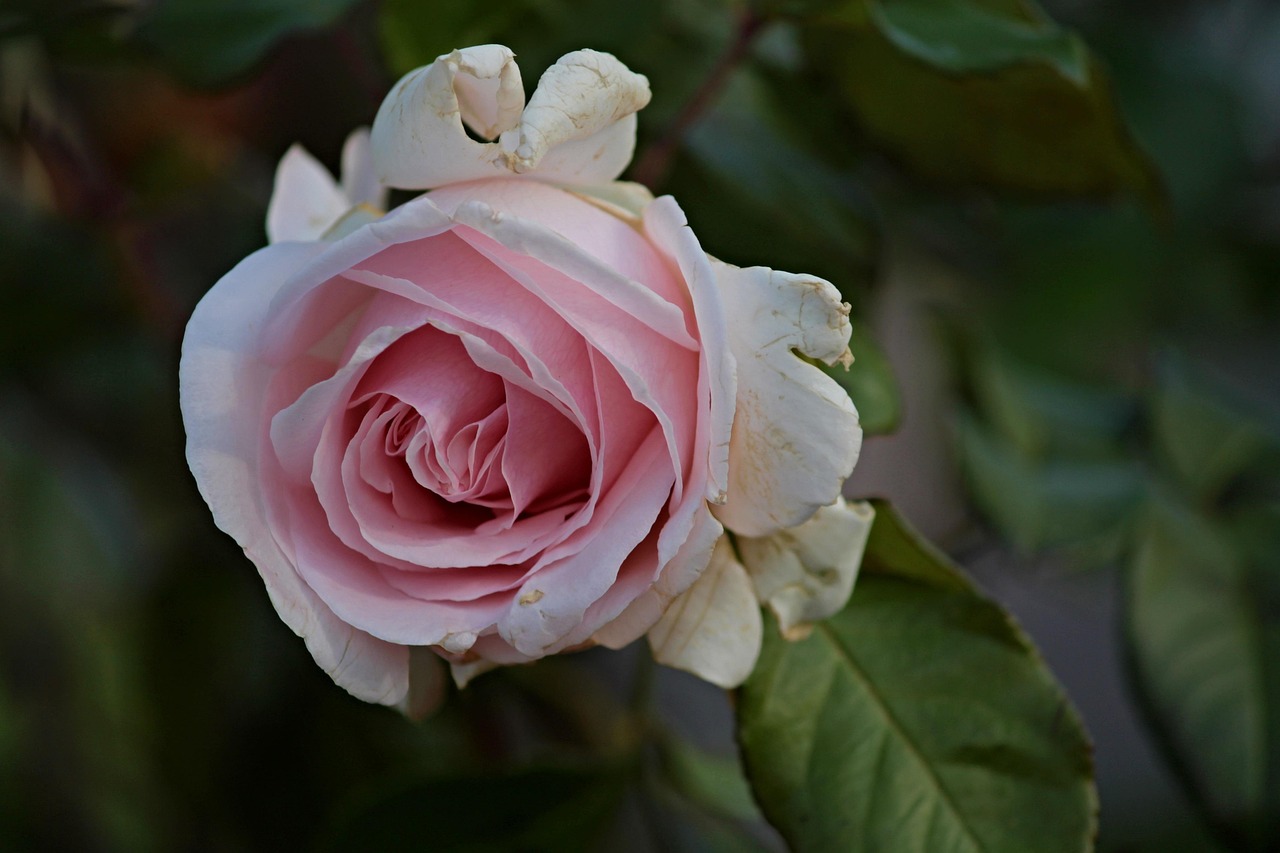 Ageing Roses Rose Aging Pass Away - Free photo on Pixabay - Pixabay