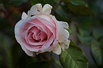 rose, age, pass