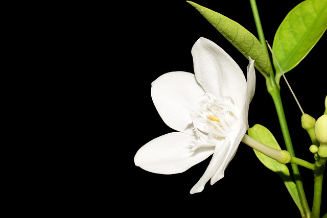 Blume, Natur, Frische Blumen