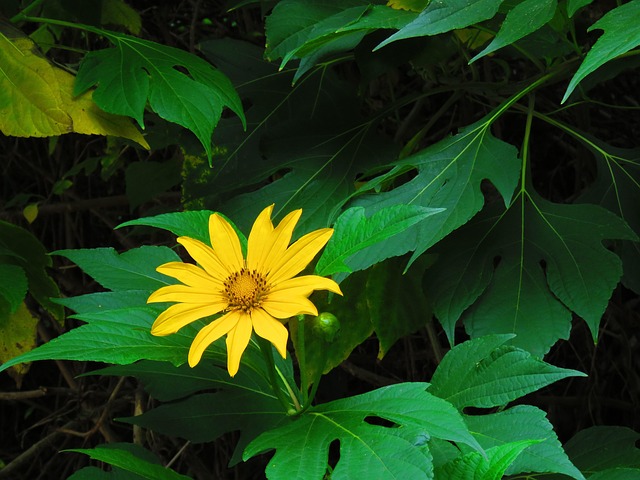 Free Nature Sunflower Bush photo and picture