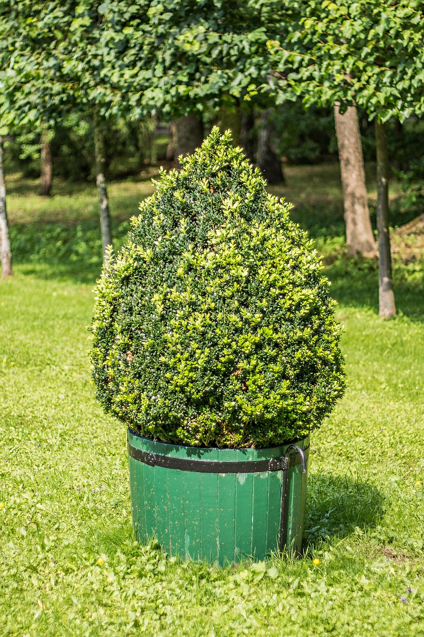 Bush O Parque Planta - Foto gratuita no Pixabay - Pixabay