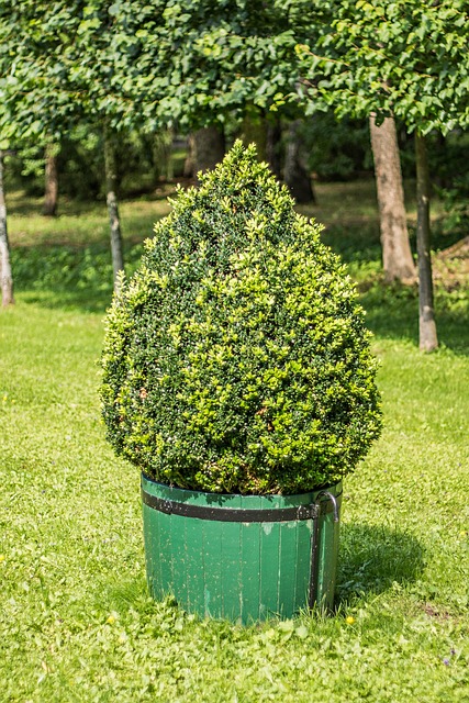 Bush, O Parque, Planta, Jardim, Árvore