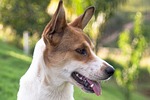 dog, pet, animal