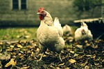 the hen, eggs, animals