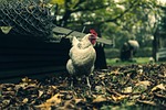 the hen, eggs, animals