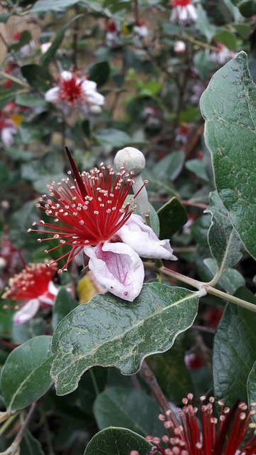 Free Feijoa Flowers photo and picture