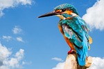 kingfisher, bird, wildlife