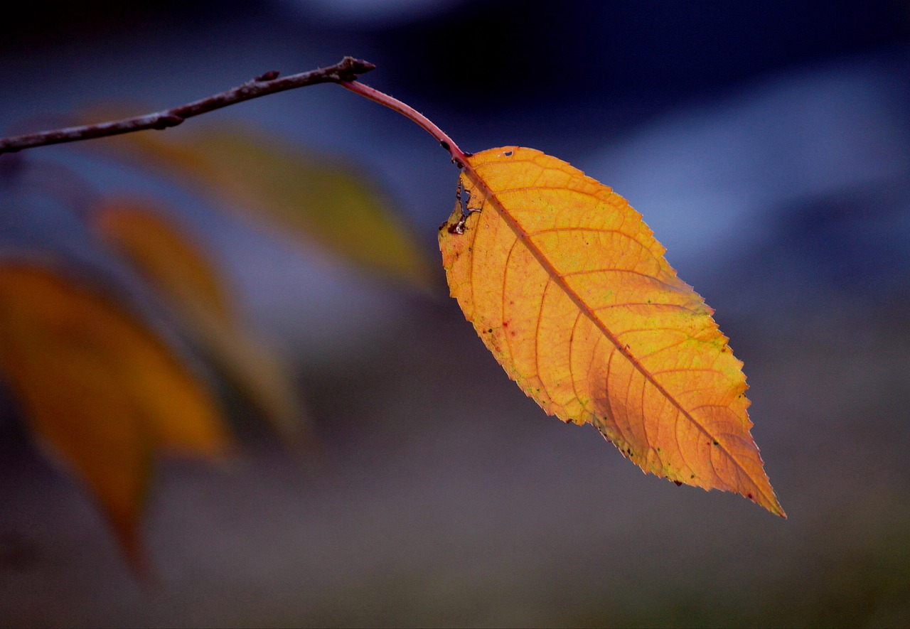 Fall Autumn Leaves Leaf - Free photo on Pixabay - Pixabay