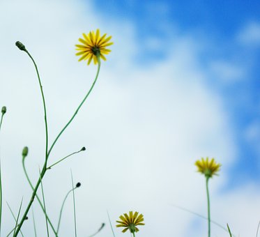 Wilde Blumen, Dawlish Warren, Gelb