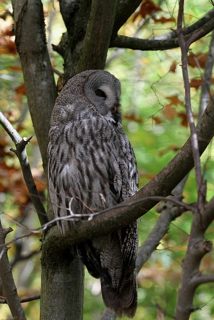 Eule, Kautz, Natur, Vogel, Nachtvogel