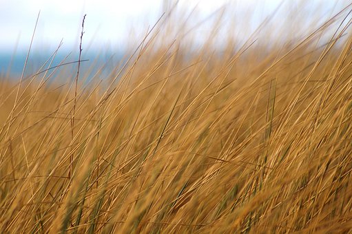 Free Grass Dune photo and picture