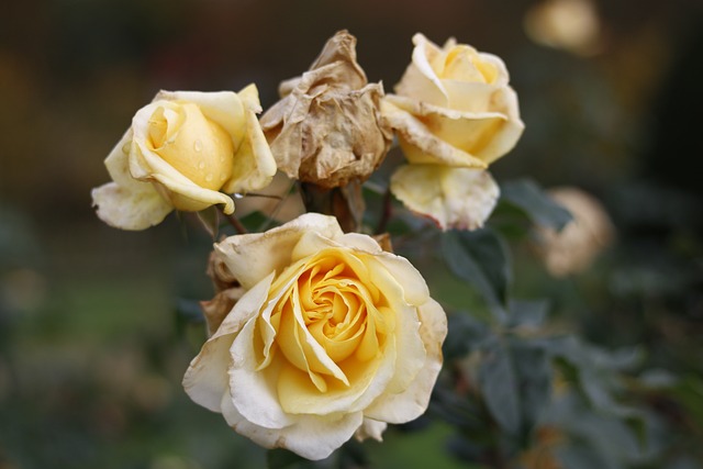 Free Flower Rose photo and picture