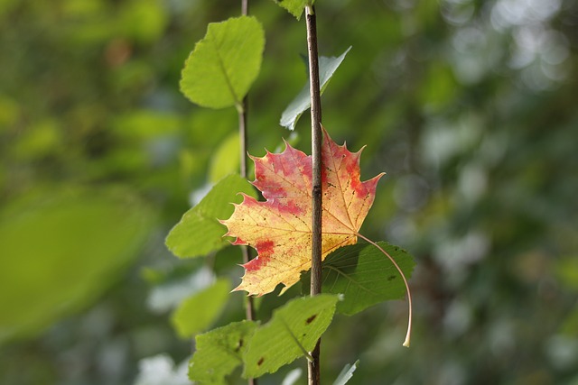 Free Leaf Nature photo and picture