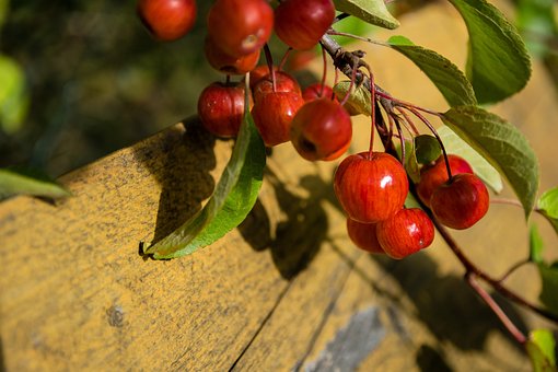 Malus, Enfeite, Macieira Selvagem