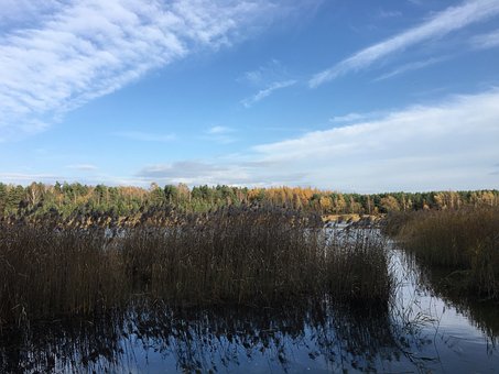 Efterår, Skov, Farverne, November, Træer