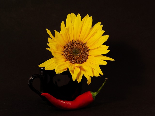 Free Nature Flower photo and picture