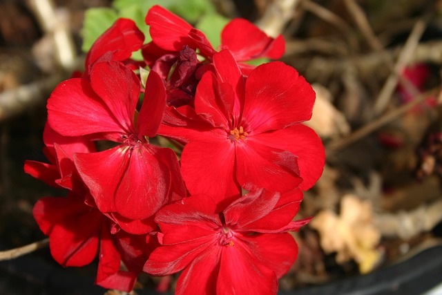 Free Flower Red photo and picture