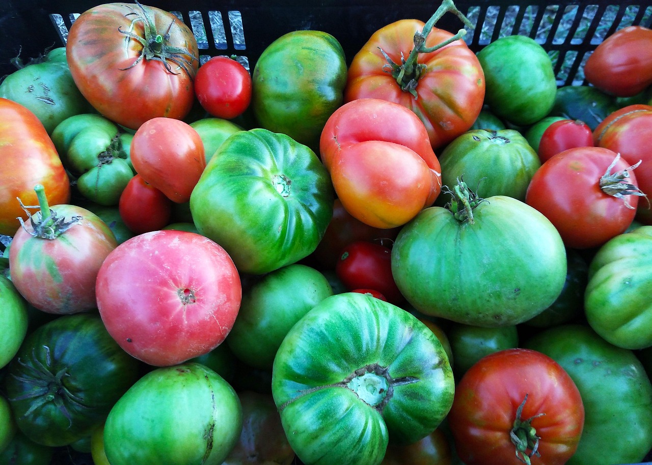 Tomatoes Harvest Cultivation Free photo on Pixabay Pixabay