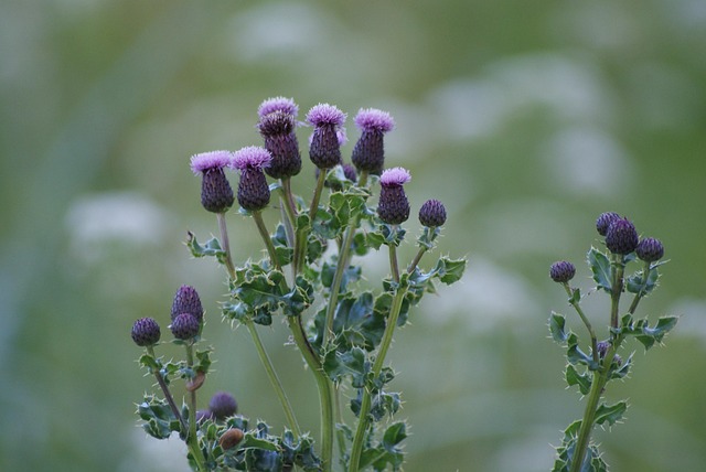 Free Thistle Scotland photo and picture