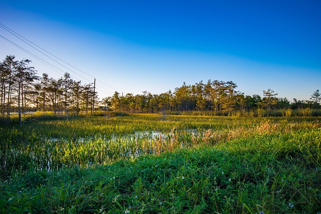 Free Florida Swamp photo and picture