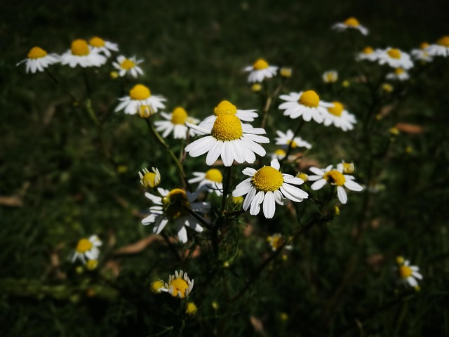 Free Flower Flowers photo and picture