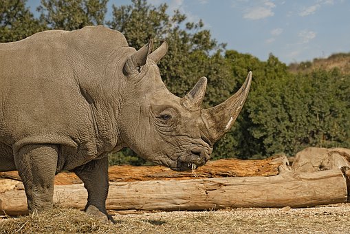 Free Rhinoceros Mammal photo and picture