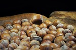 hazelnut, shell, brown