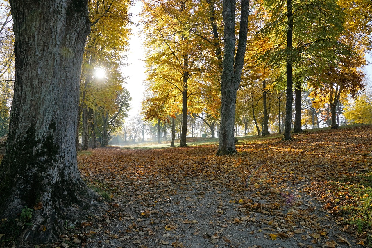 Fall - free online jigsaw puzzle photo