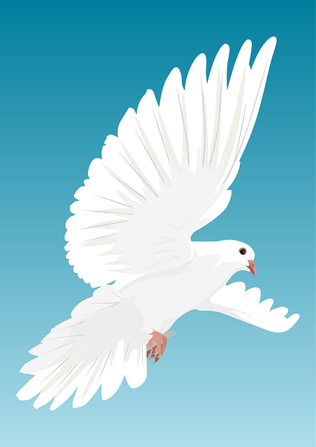 Taube, Vogel, Vögel, Federn, Natur, Tier