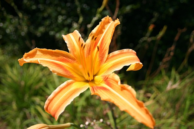Free Flower Tiger Lily photo and picture