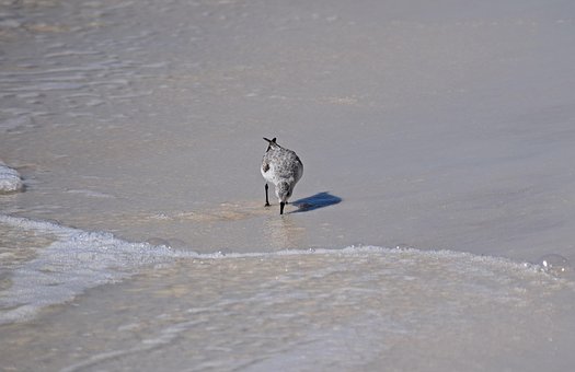 Free Sanderling Shore Bird photo and picture
