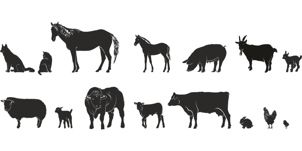 animals farm series isolated free vector graphic on pixabay animal form