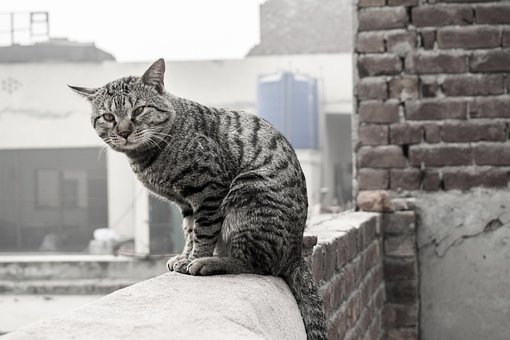 Pisică, Pisica Pe Perete, Cat De Perete
