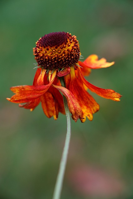 Blomst, Natur, Gaillardia Pulchella