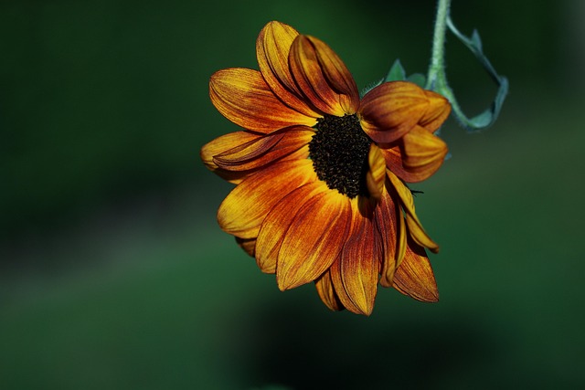 Natur, Smukke Blomster, Blomst Baggrund