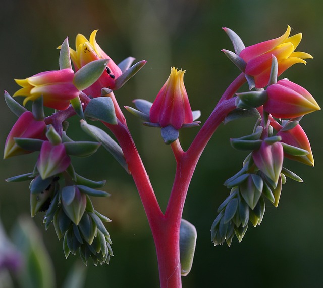 Natur, Blomst, Saftig Plante, Slik