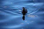 coot, bird, water bird