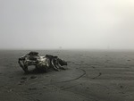 driftwood, foggy, sand