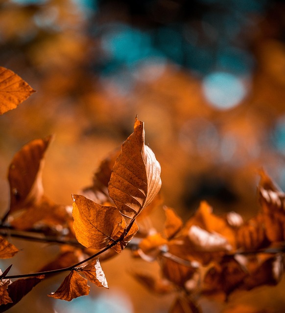 Free Leaves Leaf photo and picture