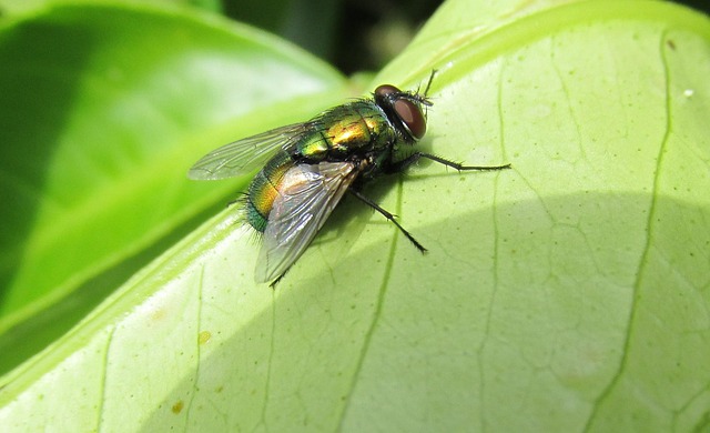 Ferry Fly Insect 飞 昆虫 叶子 - Pixabay上的免费照片 - Pixabay