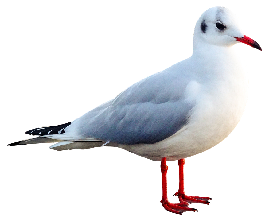 Seagull Bird Animal Water Free Photo On Pixabay