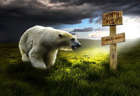 Free Polar Bear White photo and picture