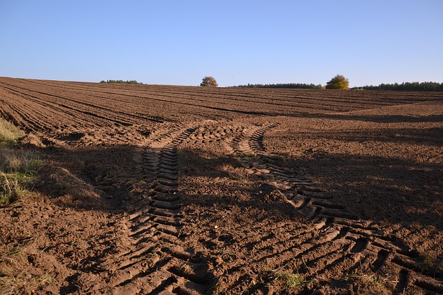 Free Field Traces photo and picture