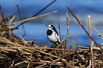 animal, river, sea