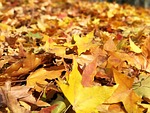 autumn, maple, red maple