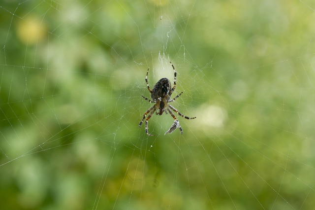 Free Araneus Spider Web photo and picture